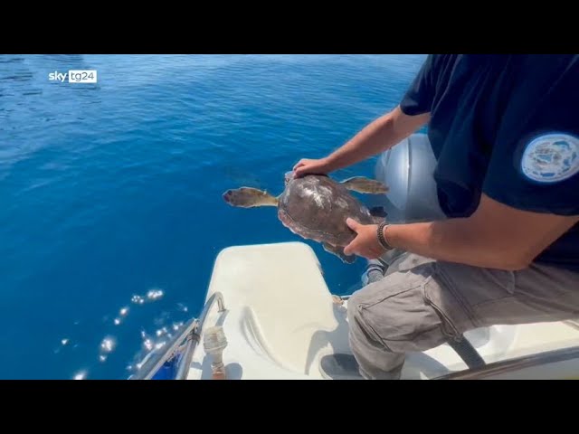 ⁣Due caretta caretta curate e liberate al largo di Sciacca