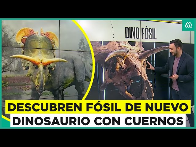 ⁣Reconstruyen fósil de dinosaurio con cuernos y huesos en forma de hachas