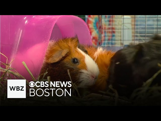 ⁣Dozens of abandoned guinea pigs rescued from wooded area in Dracut