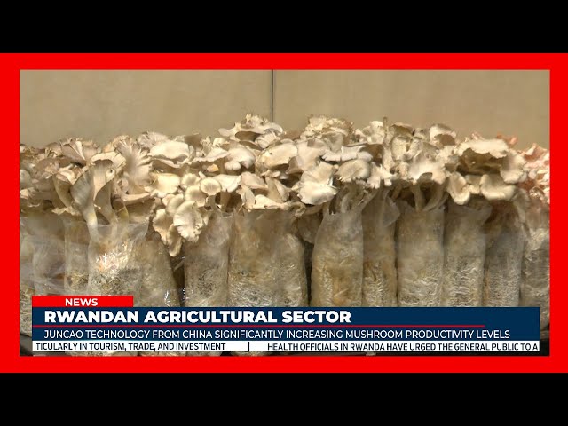 Rwanda: JUNCAO technology significantly contributed to the increase in mushroom productivity