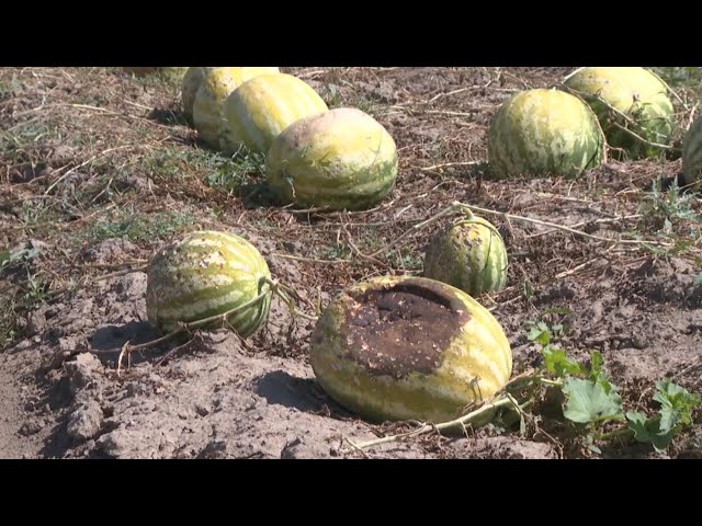 ⁣Шолпан ауылының бақшасын бұршақ жайпап кетті