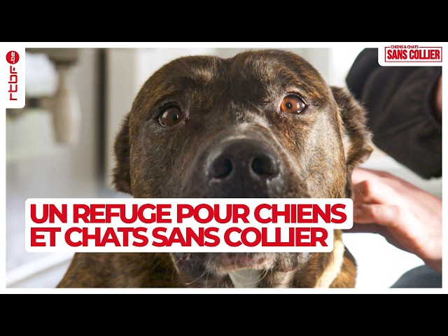 ⁣Un refuge pour chiens et chats sans collier S04E04