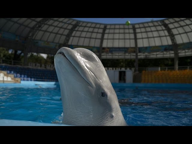 Trotz Krieg in der Ukraine: Delfinarium in Odessa bleibt geöffnet