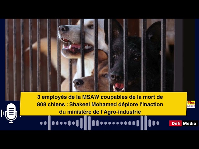 ⁣3 employés de la MSAW responsables de la mort de 808 chiens