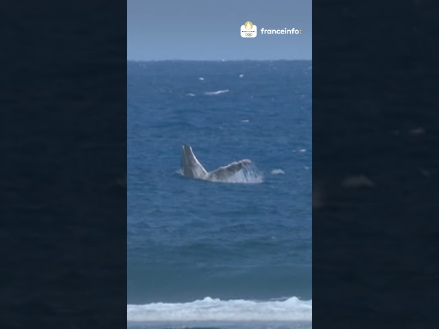 ⁣Une baleine aperçue à Teahupo'o