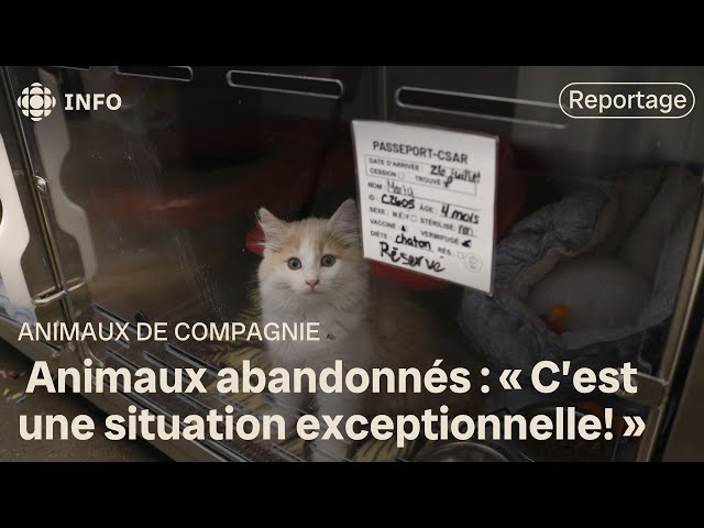 ⁣Le nombre d'animaux abandonnés en forte augmentation à Rimouski