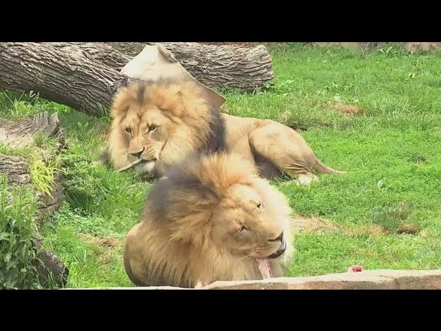 ⁣Meet the kings of Brookfield Zoo Chicago