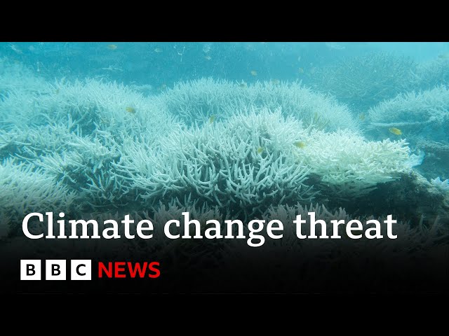 ⁣Climate change: 400-year record heat threat to Great Barrier Reef | BBC News