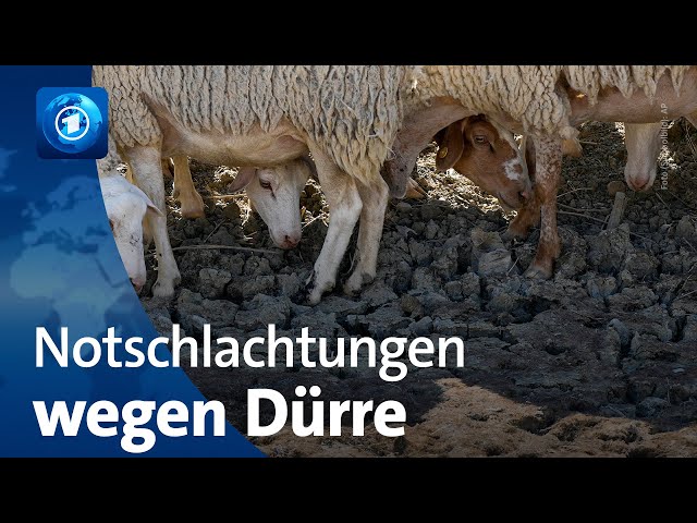 ⁣Sizilien von Hitze und Dürre geplagt – Tiere werden notgeschlachtet