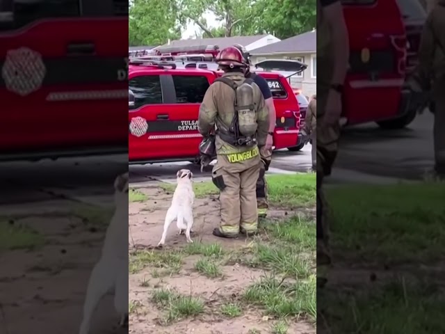 ⁣Perrito incendia la casa de su dueño tras morder una batería de litio