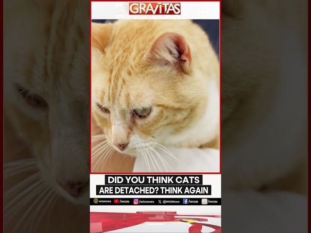 ⁣Did you think cats are detached? Think again | Gravitas | WION Shorts