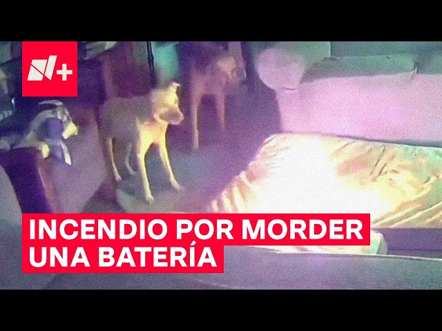 ⁣Perrito muerde batería portátil y provoca incendio - N+