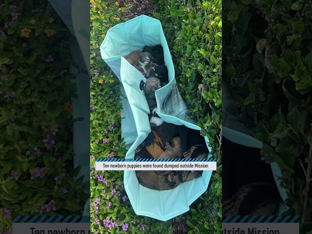 ⁣Puppy dumping prompts warning from Mission Viejo officials