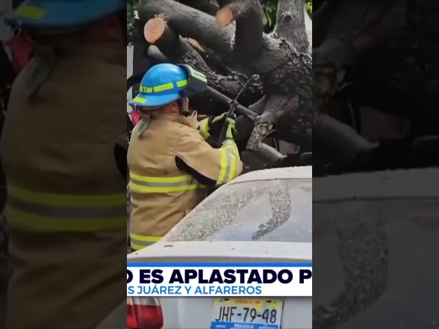 ⁣Vehículo aplastado por un árbol en el centro de Tlaquepaque | Shorts | Noticias GDL