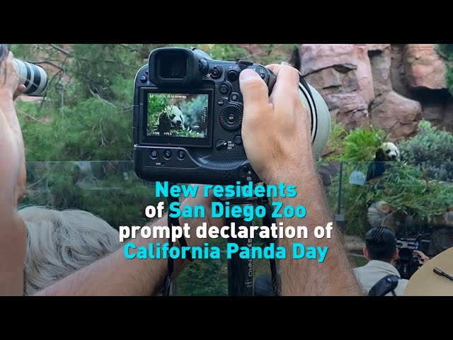 ⁣New residents of San Diego Zoo prompt declaration of California Panda Day