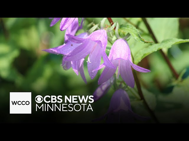 ⁣What is the creeping bellflower?