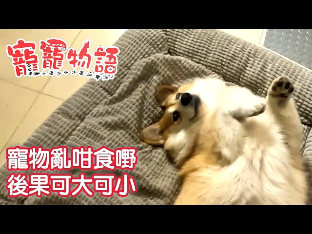 ⁣寵寵物語｜Pet Talks｜寵物亂咁食嘢 後果可大可小 ｜TVB_Variety