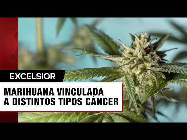 ⁣Marihuana causaría distintos tipos de cáncer, según nuevo estudio