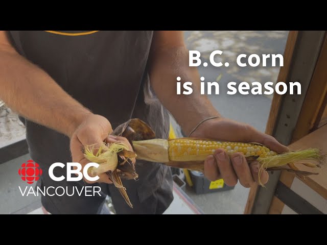 Eating the first Kamloops corn harvest of the season