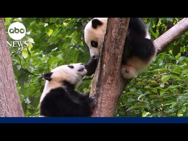 ⁣Panda diplomats make buzzy debut at San Diego Zoo