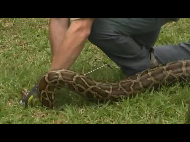 ⁣Hundreds of snake hunters take part in annual Python Challenge