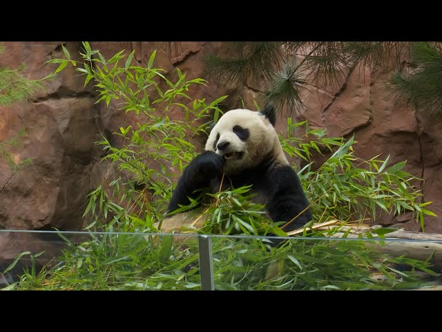 ⁣San Diego in frenzy over pandas arrival