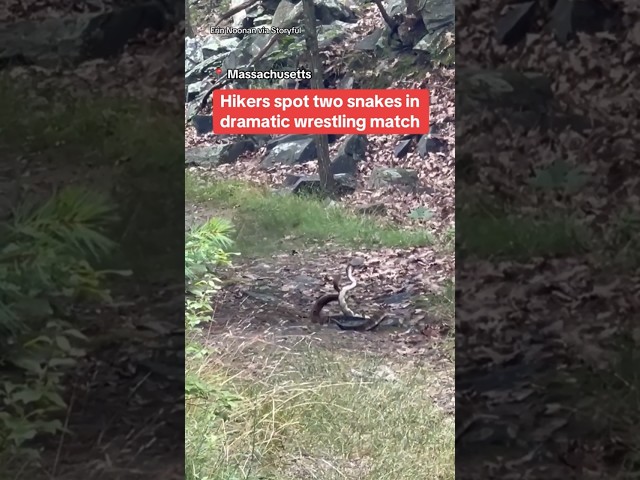 ⁣Hiker discovers two snakes having a moment #shorts