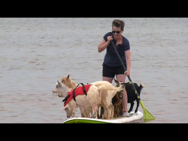 ⁣Want to go paddleboarding with a goat? This PEI farm has got you covered