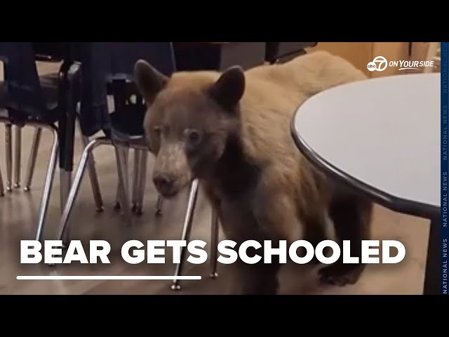 ⁣Teacher surprised by bear roaming in her classroom