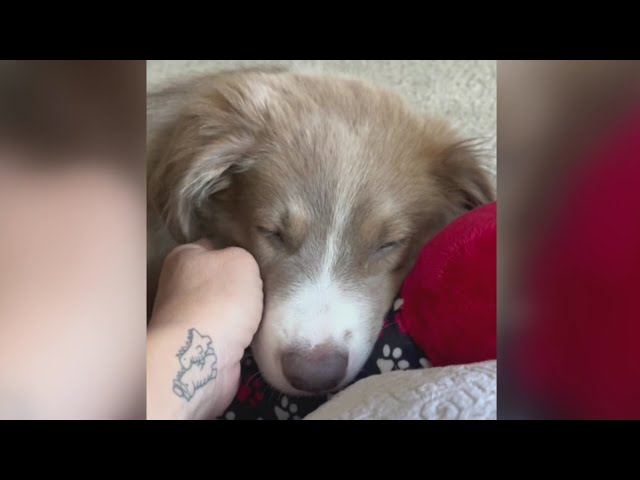 ⁣Colorado health officials issue warning after puppy tested positive for rabies