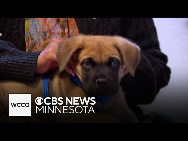 ⁣After days of worry, a man and his puppy are reunited after being stolen