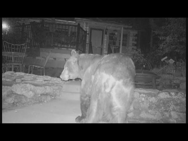 ⁣Neighbors in foothills worried after bear continues to enter into homes