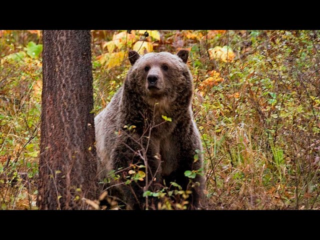 Rome’s orphan bear set to leave zoo