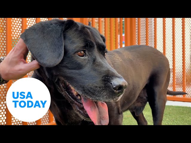 ⁣Extra-chill dog leaves shelter for loving foster home | USA TODAY