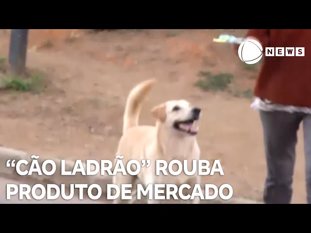 ⁣"Cão ladrão" pega escondido produto de mercado e faz sucesso