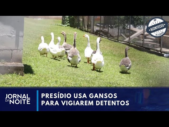 Aconteceu na Semana | Presídio usa gansos para cuidar da segurança na Grande Florianópolis