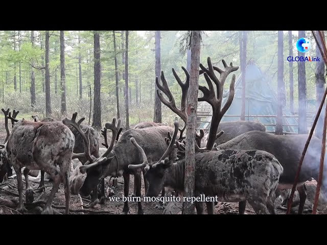 ⁣GLOBALink | Visiting China's "last hunting tribe"