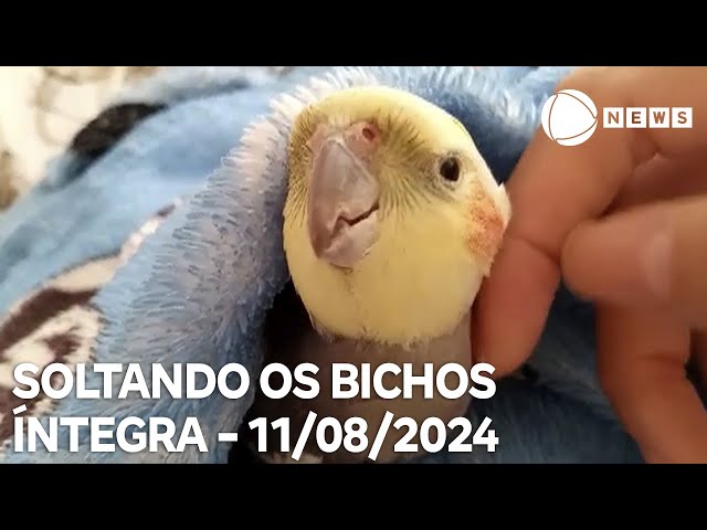 Soltando os Bichos - 11/08/2024