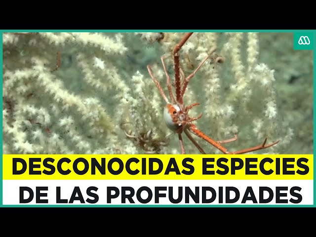 Expedición logra captar especies marinas de las profundidades del océano pacifico