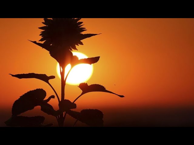 ⁣La sécheresse dévaste les champs de maïs et de tournesol en Roumanie