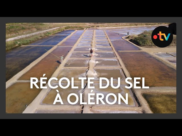 ⁣Récolte de sel à Oléron après un début de saisnon difficile