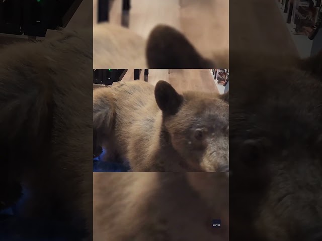 ⁣Watch: Bear walks around classroom looking for snack #Shorts