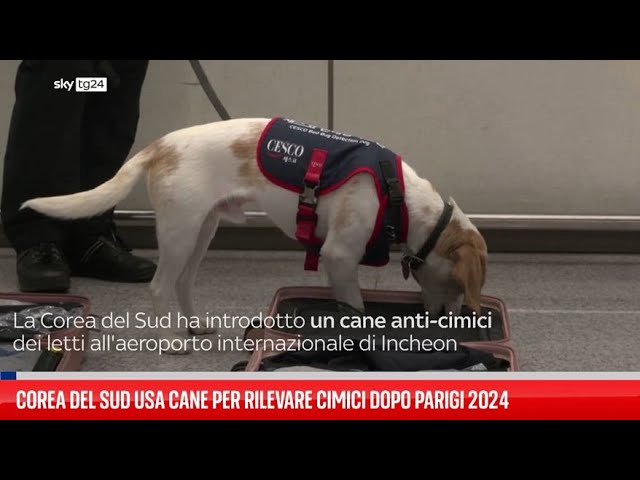 ⁣Corea del Sud usa cane per rilevare cimici dopo Parigi 2024