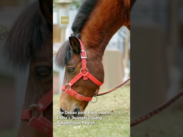 ⁣Découvrez le poney Debao, la race de chevaux la plus petite du monde