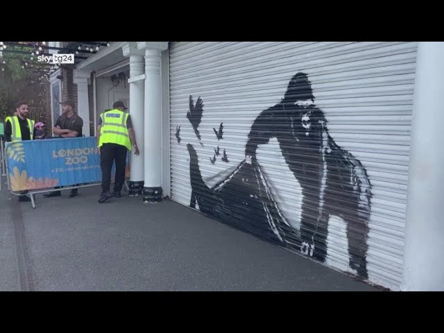 ⁣Banksy, la nona opera è un gorilla allo zoo di Londra