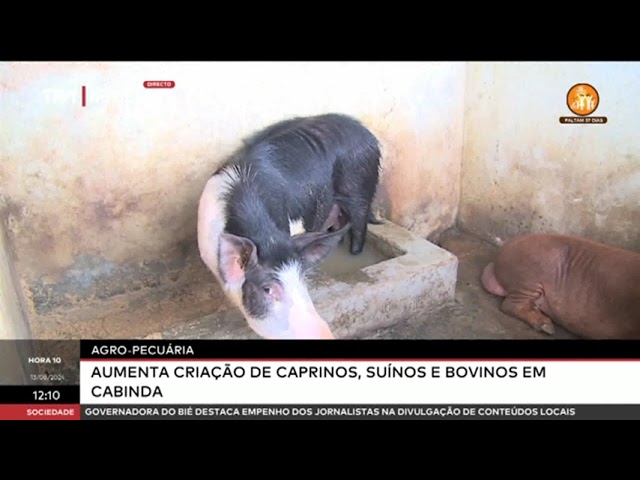 Agro-Pecuária: Aumenta criação de caprinos, suínos e bovinos em Cabinda