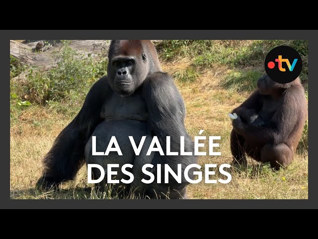 Un petit tour à la Vallée des Singes à Romagne