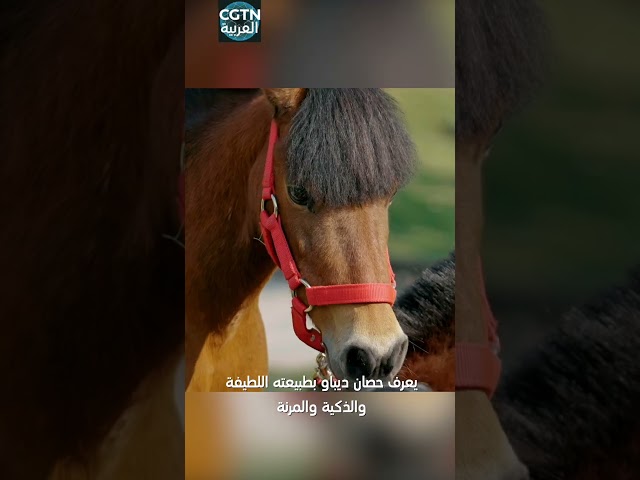 ⁣لطيف للغاية! أين يوجد أقصر حصان قزم في العالم؟