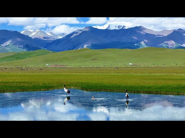 ⁣Cranes and snow-capped peaks in perfect harmony in Qinghai