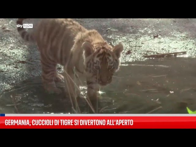 ⁣Cuccioli di tigre si divertono in uno zoo tedesco